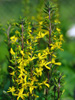 Jzyczka wskogwkowa Ligularia stenocephala 'Little Rocket'